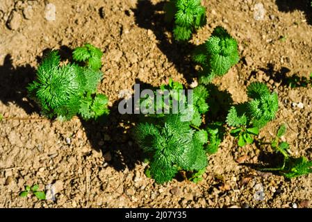 Gemeinsame Brennnesseln Blick im Garten. Grüne Blätter. Stockfoto