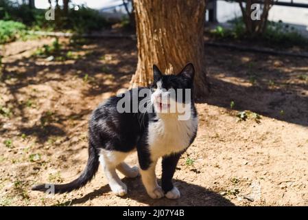 Schwarz-weiße Smokingkatze im Garten. Abendlicht. Stockfoto