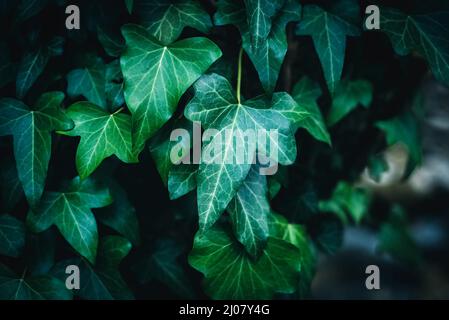 Grüne Blätter (Hedera Helix) Textur und Hintergrund. Nahaufnahme. Laubpflanze Stockfoto