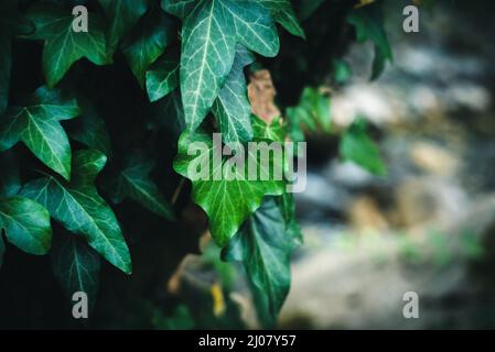 Grüne Blätter Textur und Hintergrund. Nahaufnahme. Gemeiner Efeu Hedera Helix. Stockfoto