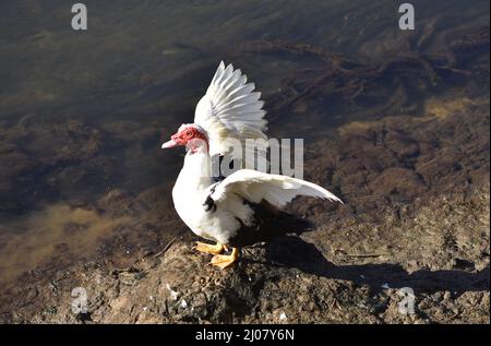 Moschusente (Cairina moschata) trocknende Federn am Fluss Mira in Odemira, Region Alentejo südwestlich von Portugal. Stockfoto