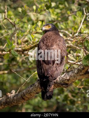 Der Schlangenadler ist ein mittelgroßer Greifvogel, der in bewaldeten Lebensräumen im tropischen Asien gefunden wird. Stockfoto