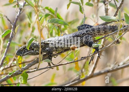 Mexiko, Baja California Sur, El Sargento, Rancho Sur, Ctenosaura hemilopha, Baja California Stachelschwanziguan Stockfoto