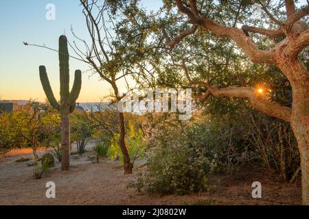 Mexiko, Mexiko, Baja California, Sur, El Sargento, Ventana Bay, Sonnenaufgang von Rancho Sur Stockfoto