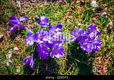 Blüten von Krokussen (Colchicum Autumnale) auf einer Wiese im Sonnenschein. Stockfoto