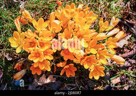 Blüten von Krokussen (Colchicum Autumnale) auf einer Wiese im Sonnenschein. Stockfoto