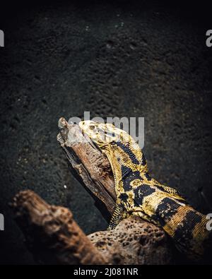 Ove-Kopfaufnahme eines gelbköpfigen Wassermonitors auf einem Baum Stockfoto