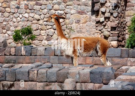 Lamas Spaziergang auf den Ruinen einer archäologischen Stätte der Inka in Cusco, Peru Stockfoto