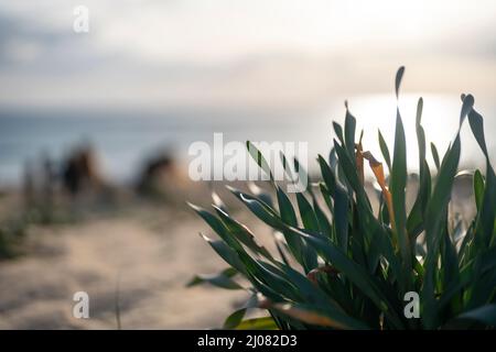 Schöne grüne Pflanze am Strand von Faro, Algarve, Portugal Stockfoto