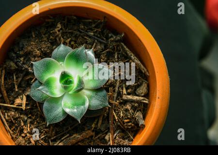 Sempervivum tectorum, allgemein bekannt als Houmseleek, ist eine Kräuterpflanze mit massiven Blütenhaufen Stockfoto