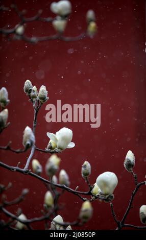 (220317) -- PEKING, 17. März 2022 (Xinhua) -- Ein blühender Magnolienbaum wird im Bezirk Mentougou in Peking, der Hauptstadt Chinas, am 17. März 2022 im Schnee gesehen. Chinas meteorologische Behörden gaben am Donnerstag eine blaue Warnung für schweren Schnee im nördlichen Teil des Landes aus. (Foto von Hou Jiqing/Xinhua) Stockfoto