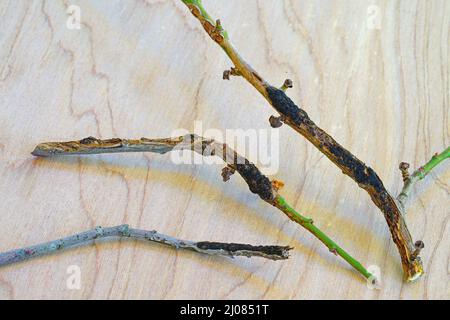 Schwarzknoten-Krankheit (Apiosporina morbosa) an einem japanischen Pflaumenbaum-Ast Stockfoto