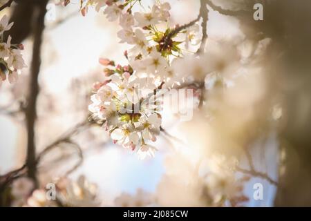 Blühen Sie Bäume im Battersea Park in London. Bilddatum: Donnerstag, 17. März 2022. Stockfoto