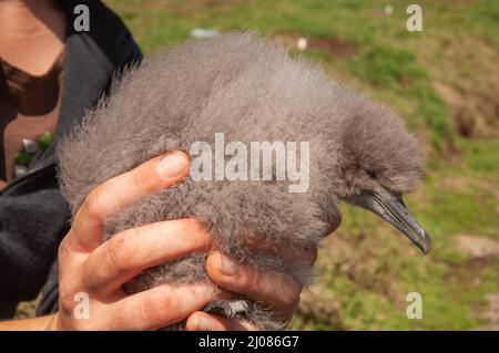 Forscher der Universität Oxford wiegen Manx Shearwater Küken, Skomer Island Stockfoto