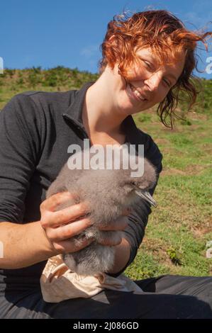 Forscher der Universität Oxford wiegen Manx Shearwater Küken, Skomer Island Stockfoto