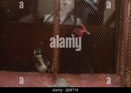 Schwarze Henne und Küken in einem rot verrosteten Käfig Stockfoto