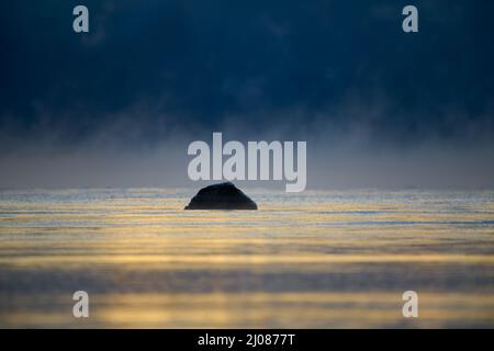 Rock in der Mitte der Ostsee an extrem kalten Morgen zur blauen Stunde Zeit mit Meeresrauch auf dem Hintergrund in gelb und blau Szene. Stockfoto