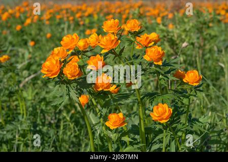 Erstaunlich hell floralen Hintergrund mit orangen Blüten von Trollius asiaticus auf einer grünen Wiese Nahaufnahme Stockfoto