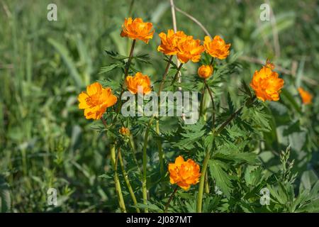 Erstaunlich hell floralen Hintergrund mit orangen Blüten von Trollius asiaticus auf einer grünen Wiese Nahaufnahme Stockfoto