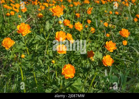 Erstaunlich hell floralen Hintergrund mit orangen Blüten von Trollius asiaticus auf einer grünen Wiese Nahaufnahme Stockfoto