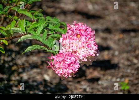 Rosa Hortensien blüht in einem Stadtpark. Stockfoto