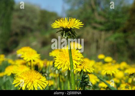 Nahaufnahme bei Dandelions auf einer Wiese im Frühling Stockfoto