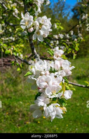 Blühende Obstbäume verzweigen sich mit weißen Blüten Stockfoto