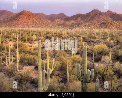Wüste von Tucson Arizona im Saguaro National Park West Stockfoto