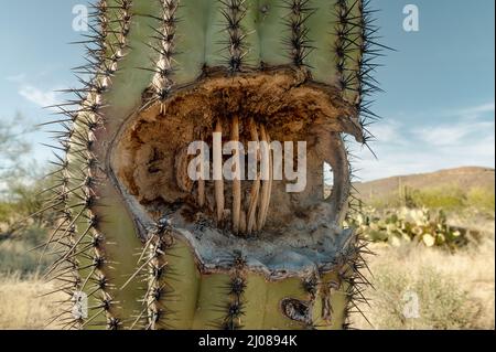 Loch in einem Saguaro Kaktus, innen Rippen zeigen. Stockfoto