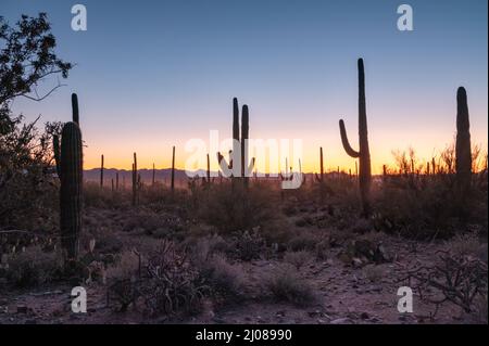 Silhouette von Saguaros bei Sonnenuntergang in der Wüste von Arizona Stockfoto