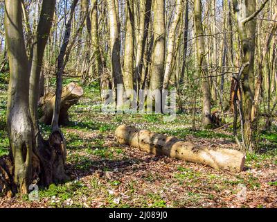 Erste Blüten des frühen Frühlings in den Wäldern der Kentish Southern Downs, Großbritannien Stockfoto