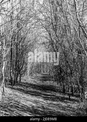 Schwarz-weiß-Ansicht eines kleinen Wanderweges, der sich durch ein Dickicht junger Hainbuche-Bäume in den südlichen Downs von Kent schlängelt Stockfoto