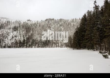 Schneebedeckter gefrorener See in Tschechien. Wintersaison mit verschneiten Natur im Böhmerwald. Stockfoto