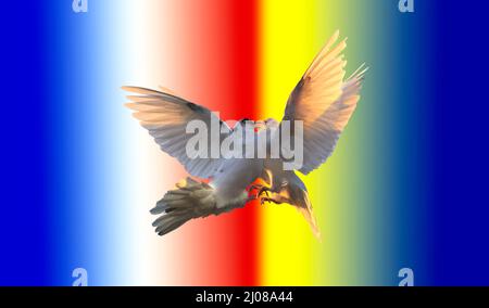 Zwei Vögel kämpfen vor dem Hintergrund der ukrainischen und russischen Farben der Flagge Stockfoto