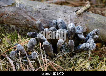 Toter Mann Finger Pilze (Xylaria Polymorpha) Stockfoto