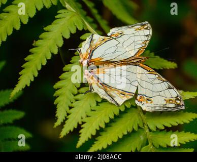 Die schönsten Schmetterling auf dem Blatt. Gemeinsame Karte Schmetterling (Cyrestis thyodadas). Stockfoto