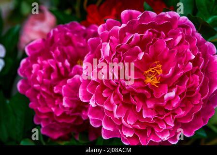 Nahaufnahme von zwei blühenden großen roten Pfingstrosen-Blüten in Stoff Stockfoto