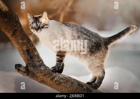 Süße tabby reinrassige Katze kletterte an einem sonnigen Wintertag auf einen Baumstamm. Ein Spaziergang mit einem Haustier im Park. Stockfoto