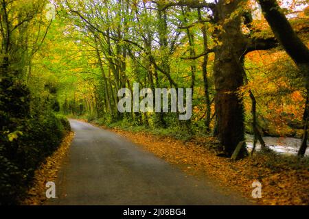 Herbstliche englische Landstraße entlang des Flusses Dart in South Devon in der Nähe des Tieflandes Dartmoor. Stockfoto