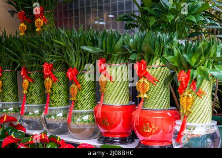 Chinesisches Neujahr Glückliche und glückliche Bambus zum Verkauf auf dem Blumenmarkt Stockfoto
