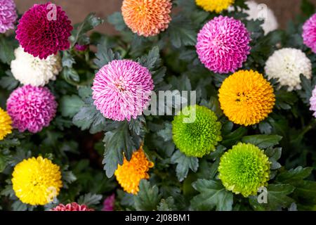 Bunte große Kugel-Chrysanthemen in verschiedenen Farben Stockfoto