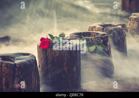 Schönes Blumenkonzept in geringer Schärfentiefe. Rote Rose auf einem Holzschimmel vor einem verschwommenen Meeresgrund. Stockfoto