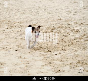 Ein kleiner niedlicher, glücklich aussehender Hund, der am Strand entlang läuft Stockfoto