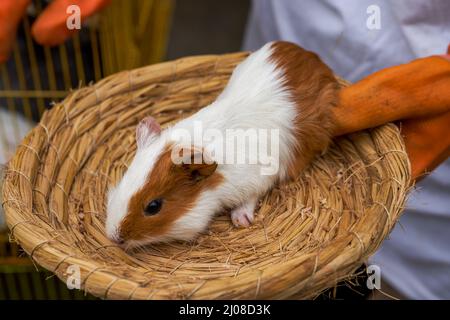 Meerschweinchen. Ein junges, lustiges Meerschweinchen liegt in einem rosa  Kinderbett, einer rosa Hngematte Stockfotografie - Alamy