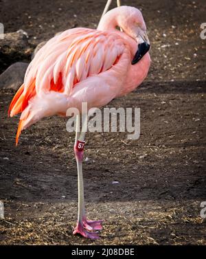 Chilenische Flamingos Calgary Zoo Alberta Stockfoto