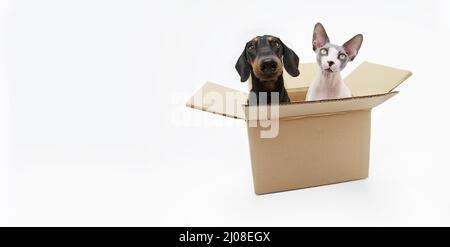 Portrait lustige Haustiere Box. Sphynx Katze und Dackel Hund. Isoliert auf weißem Hintergrund Stockfoto