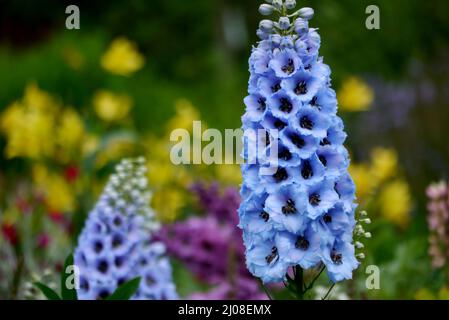 Tall Spiky Blue Delphinium Elatum 'Sweethearts' (Candle Larkspur) Blumen angebaut an RHS Garden Harlow Carr, Harrogate, Yorkshire, England, UK. Stockfoto