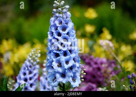 Tall Spiky Blue Delphinium Elatum 'Sweethearts' (Candle Larkspur) Blumen angebaut an RHS Garden Harlow Carr, Harrogate, Yorkshire, England, UK. Stockfoto