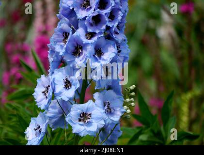 Tall Spiky Blue Delphinium Elatum 'Sweethearts' (Candle Larkspur) Blumen angebaut an RHS Garden Harlow Carr, Harrogate, Yorkshire, England, UK. Stockfoto
