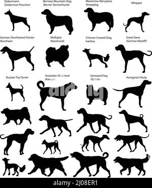 Sammlung von Silhouetten verschiedener Hunderassen: Great dane, kurzhaar, sennenhund, doberman, wolfspitz, vizsla, samoyed, Toy Terrier, Whippet Stock Vektor